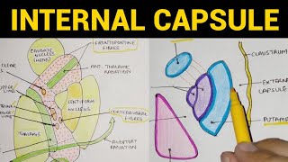 Internal Capsule  1  Parts amp Relations [upl. by Anelagna]