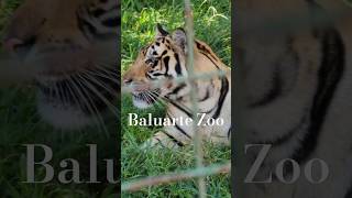 Baluarte Zoo shorts [upl. by Ecila]