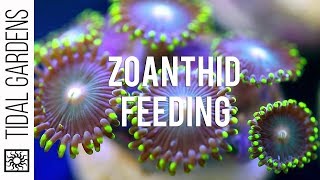 Zoanthid Polyp Feeding [upl. by Teillo]