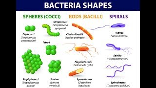 Tuberculosis  causes symptoms diagnosis treatment pathology [upl. by Strong531]