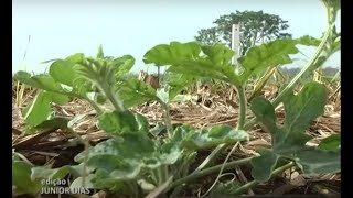 PLANTIO DE MELANCIA EM ÁREAS DE RENOVAÇÃO DE CANAVIAIS COM A PALHADA DA CANA EM ANDRADINA  SP [upl. by Ajoop]