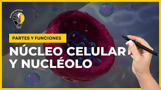 NÚCLEO CELULAR y el NUCLÉOLO 😊 Partes y funciones 👍 [upl. by Edylc60]