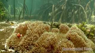 Yenbramuk Reef Mangrove Forest Raja Ampat [upl. by Mcnair841]