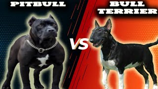 Pitbull VS Bull TerrierComparison [upl. by Acilejna]