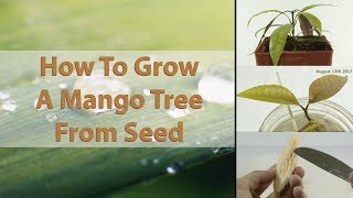 How To Grow A Mango Tree From Seed  EASY  With Results  HD Macro [upl. by Maurilla]