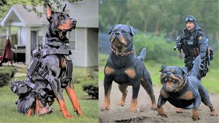 15 Ultimate Military And Police Dog Breeds in the World [upl. by Ahsiret]