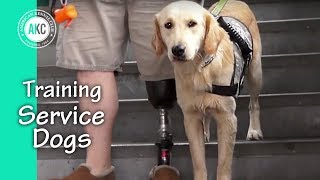 Service Dog Training Session [upl. by Rovelli]