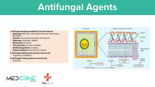 Antifungal Drugs pharmacology simplified [upl. by Waxler684]