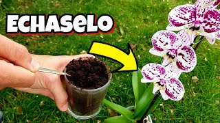 CAFÉ en ORQUIDEAS MIRA que OCURRE  Abono y Fertilizante Casero organico para Plantas de orquideas [upl. by Toole]