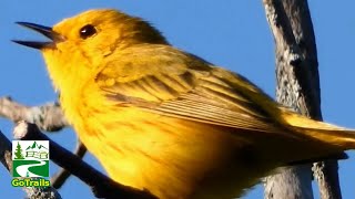 Yellow warbler call  song  sounds  Bird [upl. by Doyle]