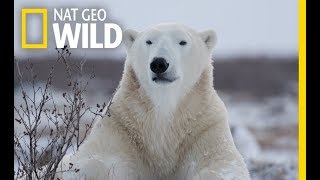 Wild Polar Bear  Predator of Arctic Ocean  Ice Bears 2018 Documentary [upl. by Nwahsyt]