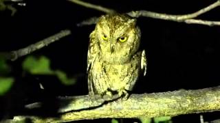 Scops owl [upl. by Elleinnod]