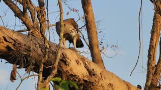 changeable hawk eagle with kill [upl. by Urson]