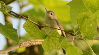 Warbling vireo bird jumping amp flying in tree [upl. by Abey915]