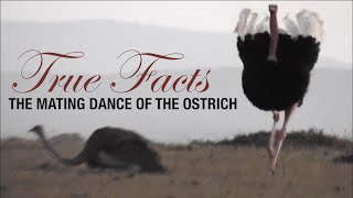 True Facts Mating Dance of the Ostrich [upl. by Nagah]