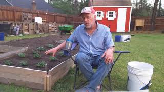 Planting Everbearing Strawberry plants thestupidgardener4642 [upl. by Gerrard752]