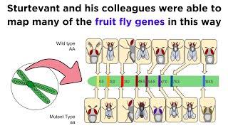 Gene Linkage and Genetic Maps [upl. by Aratihc438]