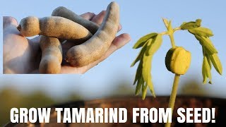 How to grow a tamarind tree from seed  DIY Video [upl. by Neil125]