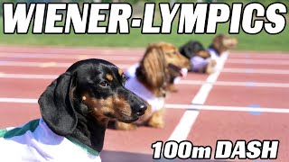 The 100m Dachshund Dash  Wiener Dog Race [upl. by Jamey512]