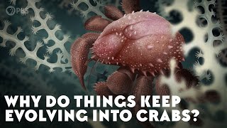 Why Do Things Keep Evolving Into Crabs [upl. by Aneleairam]