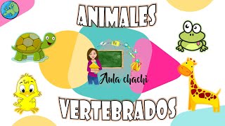 Animales Vertebrados  Aula chachi  Vídeos educativos para niños [upl. by Nnaj]