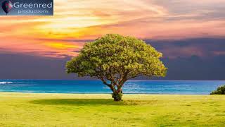 Serotonin Release Music with Alpha Waves  10 Hz Binaural Beats Healing Music Happiness Frequency [upl. by Kyla926]