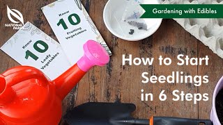 How to Start Seedlings in 6 Steps [upl. by Ramgad]