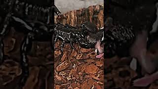 Goliath Birdeater vs Emperor Scorpion [upl. by Michel]