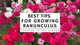 HOW to PLANT and GROW RANUNCULUS plus TIPS for growing ranunculus in HOT CLIMATES [upl. by Julina207]