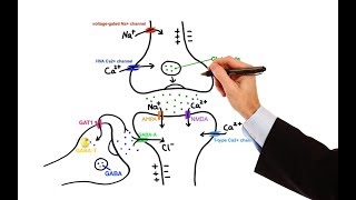 Pharmacology  ANTIEPILEPTIC DRUGS MADE EASY [upl. by Wehttam]