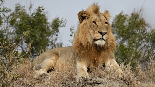 Timbavati Nature Reserve South Africa [upl. by Macur193]