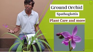 Ground Orchid Plant Care  Spathoglottis  Purple Orchid [upl. by Means]