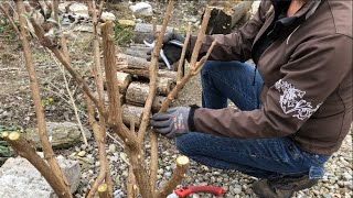 Buddleja davidii Butterfly Bush pruning [upl. by Schalles]