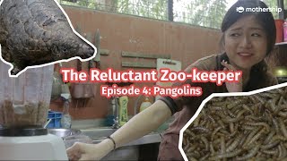 Pangolin vs Human  The Reluctant Zookeeper Ep4 [upl. by Emylee824]