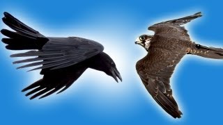 Falcon vs Raven in Slow Motion  Slow Mo  BBC Earth Explore [upl. by Ennairoc257]