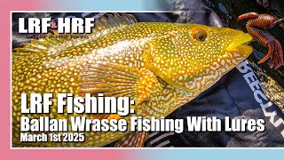 HRF Fishing Cornish Coast Wrasse Fishing [upl. by Assener]