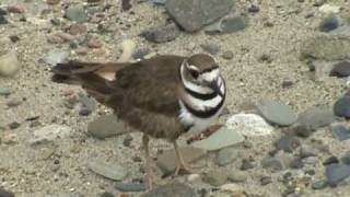 Killdeer bird fakes being injured [upl. by Aretha720]