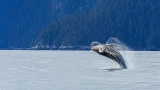 Whale Watching and Mendenhall Glacier Combo Tour from Juneau [upl. by Sivia499]