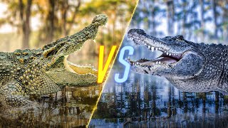 Crocodile VS Alligator [upl. by Macnamara158]