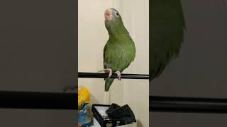 Canary Winged Parakeet Says quotPeekabooquot For The First Time Does Good Job [upl. by Sacci]