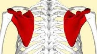 La scapula lomoplate [upl. by Becker]