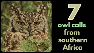 7 owl calls from southern Africa [upl. by Jurkoic]