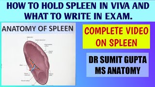 SPLEEN  ANATOMY [upl. by Rondon39]