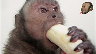 Capuchin Monkey amp Mushy Banana [upl. by Gemina]