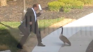 Goose Attacks Businessman LOL [upl. by Aneekahs]