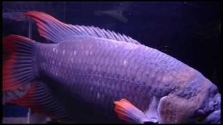 Giant Gourami in new tank [upl. by Lali]