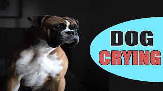 Dog Crying  Dogs Cry Sound [upl. by Naicad642]