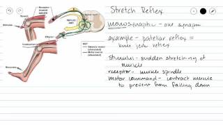 Monosynaptic Reflex [upl. by Victorie]