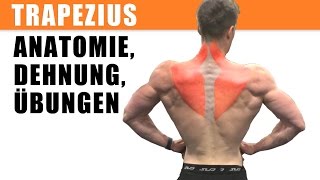 m trapezius Training dehnen Anatomie Übungen [upl. by Ahsiyn]