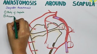 Scapular Anastamosis  Anastamosis Around the Scapula [upl. by Ailaza]